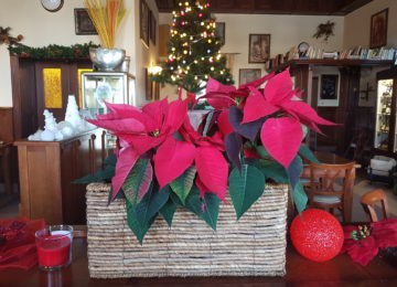 Advent Advent